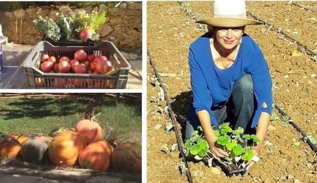 SC Agriculture Project “Kitchen Gardening”