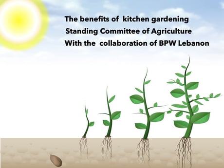 Kitchen Gardening – Update of the SC Agriculture Project – The Benefits of Kitchen Gardening